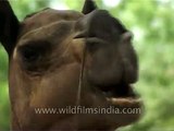 Camel enjoys munching - he has sharp teeth!