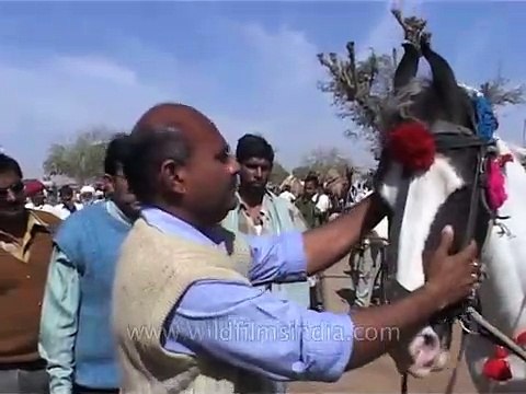 Pushkar Cattle Fair - Selecting the best horse breed, Rajasthan