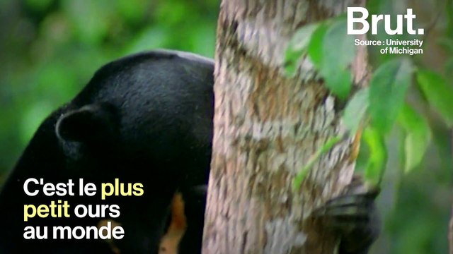 Le plus petit ours au monde