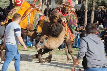 Arenaya sığmayan develer ortalığı savaş alanına çevirdi