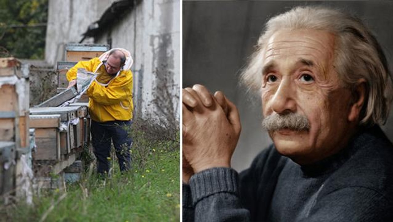 Einstein, "Arılar yok olursa insanlığın 4 yıl ömrü kalmıştır" demişti! İstanbul'dan ürküten haber