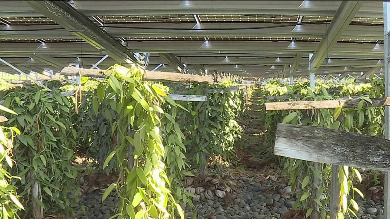 Fenêtre sur les Outre-mer -  La Réunion : une vanille 100% écologique