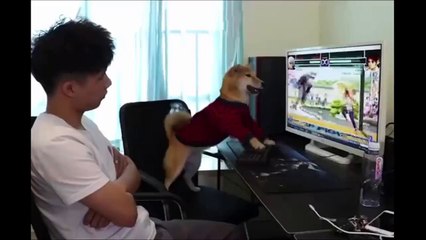 Funniest Animals - Best Of The 2021 Funny Animal Videos 06