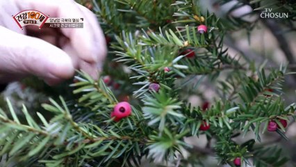 암을 이겨내고 건강을 되찾아준 주목나무 열매 TV CHOSUN 211213 방송