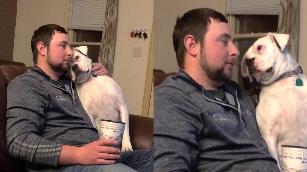 'Clingy Boxer dog just wants her hooman's attention... all day and