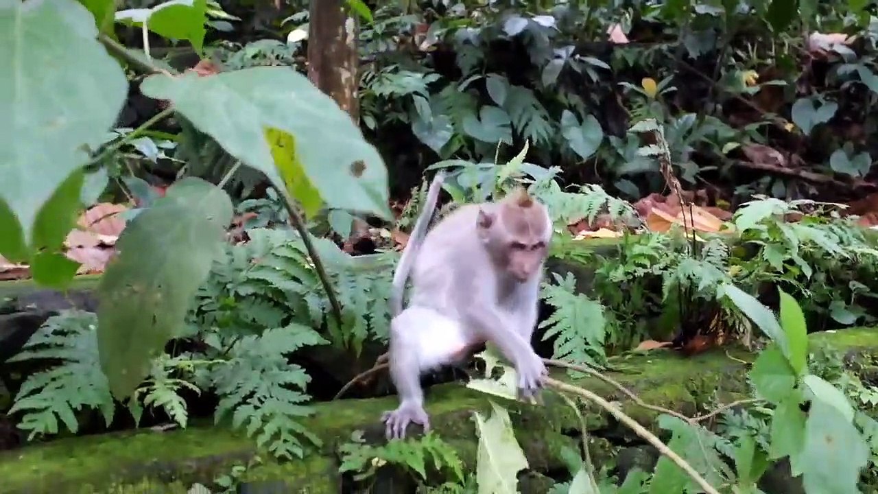 Copyright free video very funny monkey