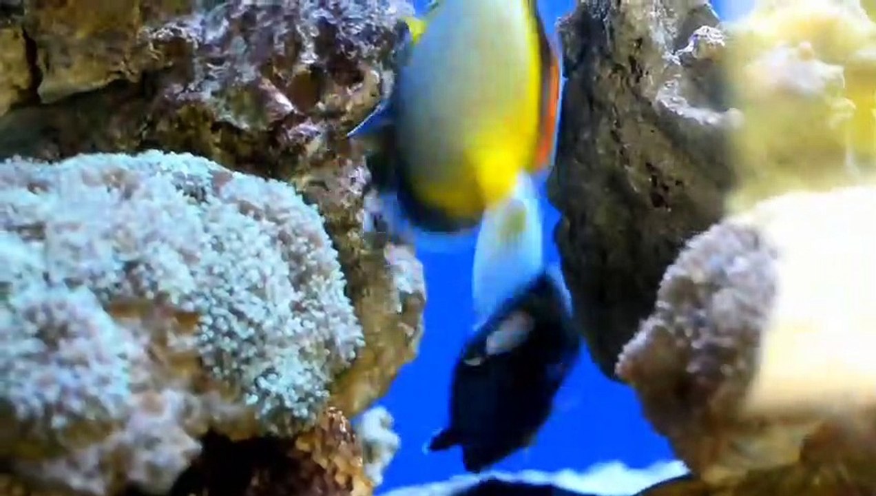 Fish - video Dailymotion