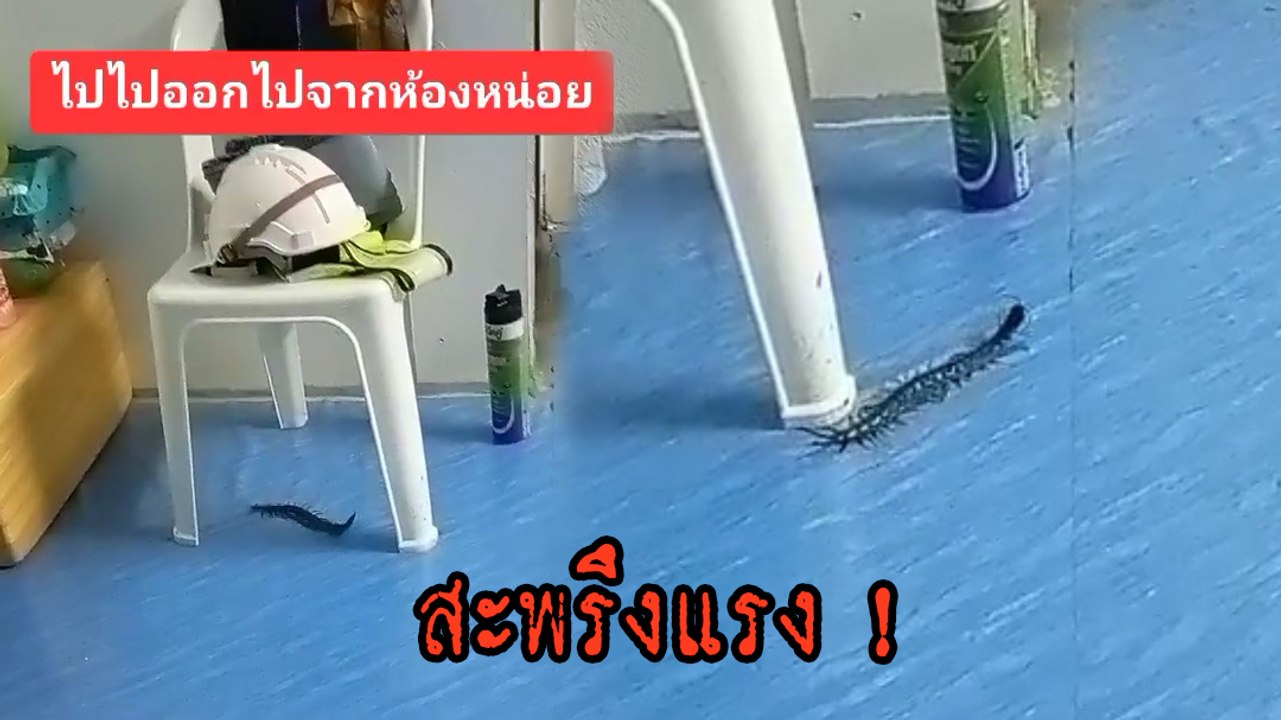 สะพรึง ! ตะขาบบุกห้อง เลื้อยสยองขวัญทำเจ้าของห้องผวาแรง