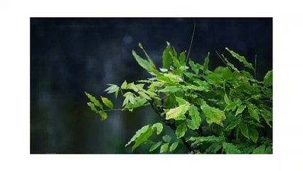 WONDERFUL RAIN SCENE