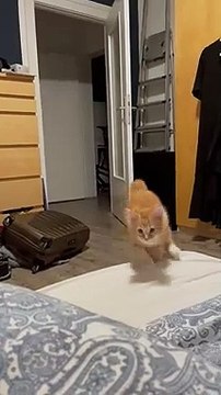 Cat Fun Time | Funny Cats | Cute Cats | AR Studio