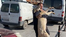 Öldürülen köpeği ve yavrularını da yanına alıp Valiliğin önüne protestoya gitti