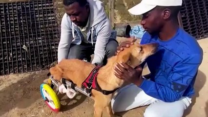 These Animals Are Getting Upcycled Wheels