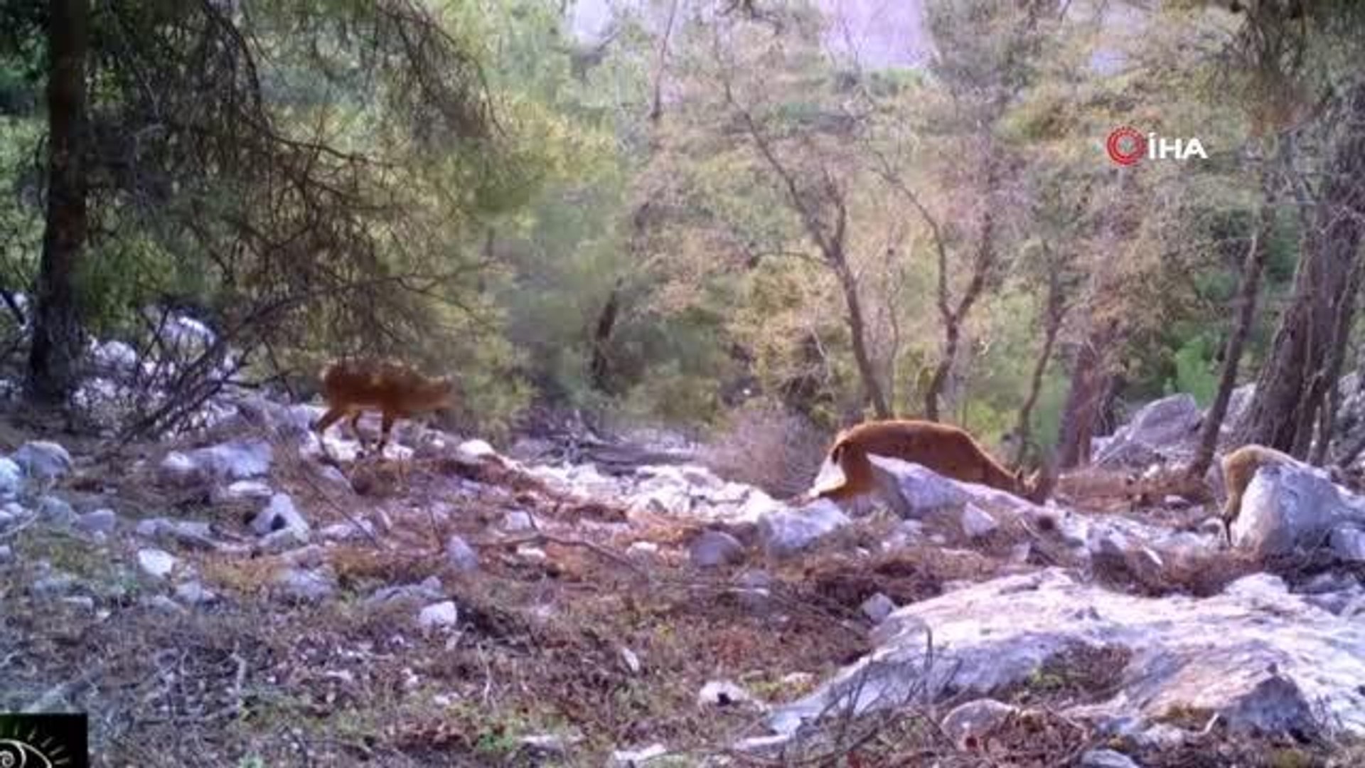 Yaban hayatı fotokapanlara yansıdı