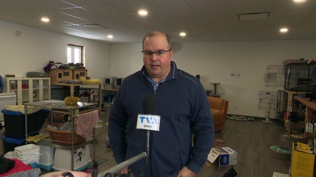 Explosions du nombre de chats errants dans les refuges animaux