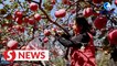 ‘Space apples’ in the limelight after China’s space mission