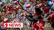 ‘Space apples’ in the limelight after China’s space mission