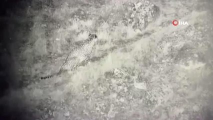 Anadolu Parsı ilk kez bu kadar yakından görüntülendi