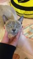 Russian Blue Cat Cute , NEKO seems cheerful (719 days since birth) Part04