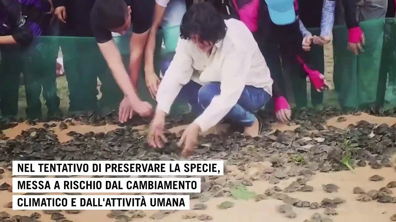 Un milione di tartarughe rilasciate tra Bolivia e Brasile: "Così le salviamo dalla crisi climatica"