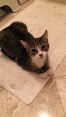 Kitty Says She is Sorry