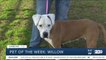 Pet of the Week: Willow