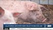 California grocers seek delay in pork products law