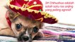10 FACTS About ChiHuaHua Dogs-Super Funny Dog Videos Chihuahua