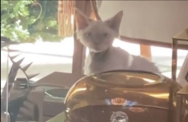 Jennifer Lopez has shown her fans her new kitten Hendrix