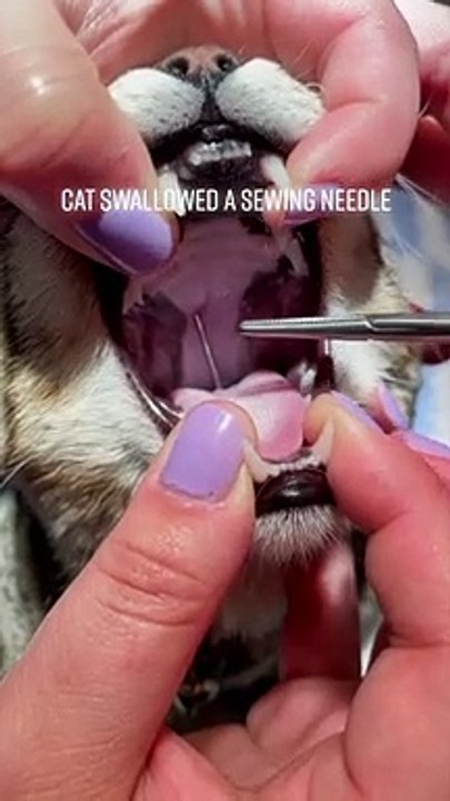 Ce chat a mangé un fil de laine avec une aiguille au bout... petit tour chez le veto