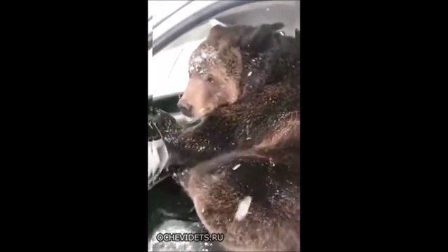 Il retrouve un ours dans sa voiture... vive la Russie