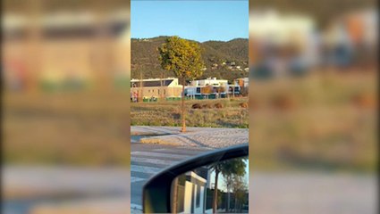 Jabalíes en el Tablero, en Córdoba