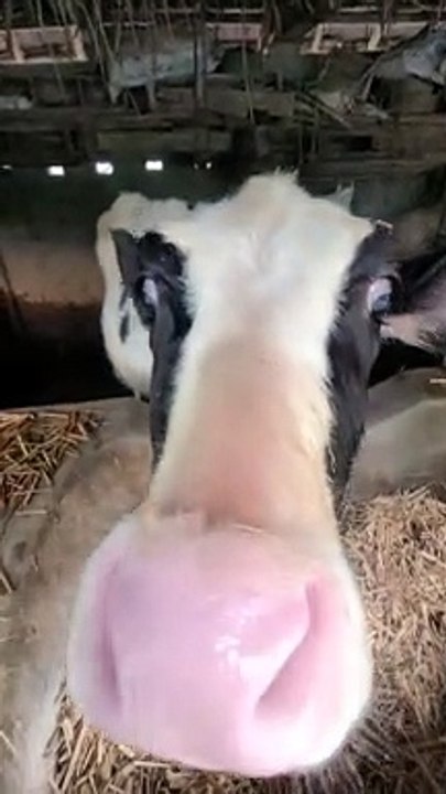 Cute Cow Tries to Lick Camera