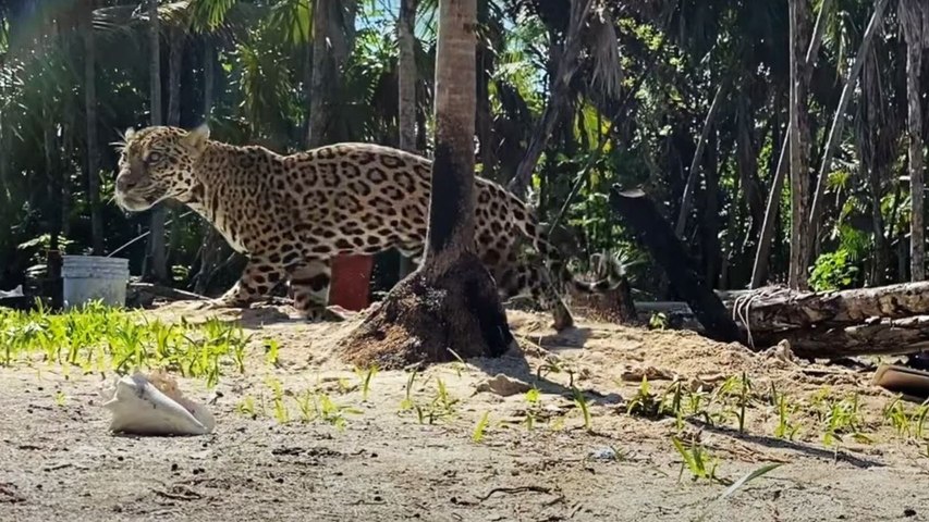 Mexique : un jaguar tombé dans un puits avec un chien, secouru