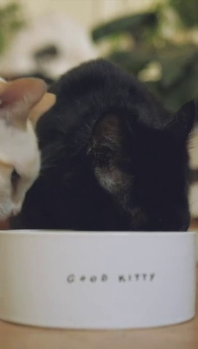 Two Cats Eating in One Bowl | Funny Cats | Cute Cats