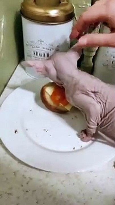 Cat Steals a Sandwich