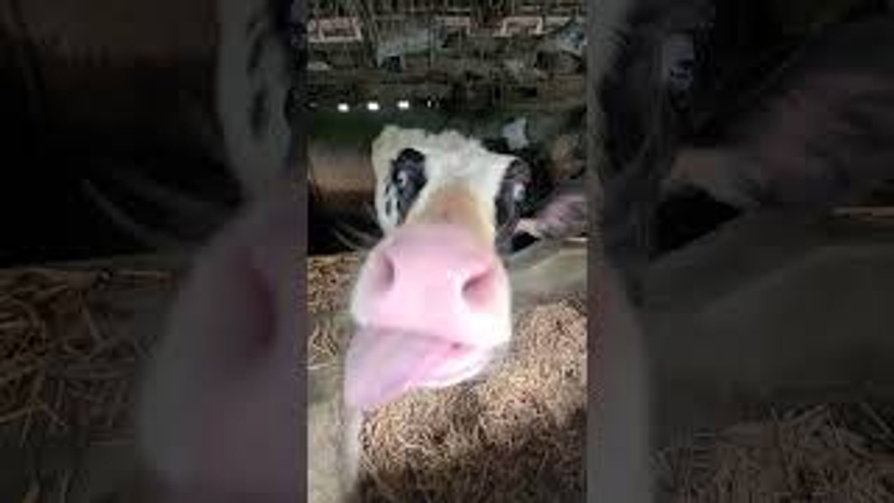 Cute Cow Tries to Lick Camera
