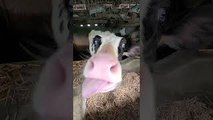 Cute Cow Tries to Lick Camera