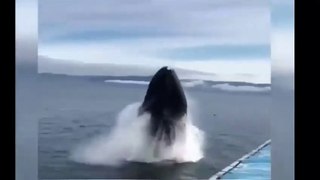Giant Whale fish attacks on a boat and many people were injured.....