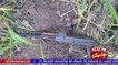 Enterrado hallan fusil AK-47 en Altos de El Bosque
