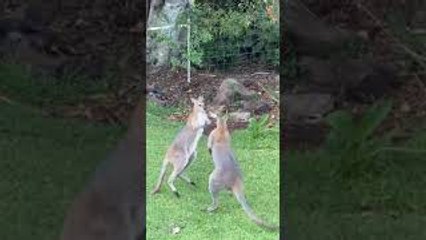 Wild Wallabies in Backyard Bout