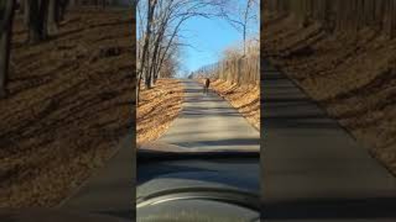 Close Call With Bull Elk