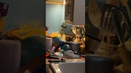 Mouse Gets Caught Stealing Food