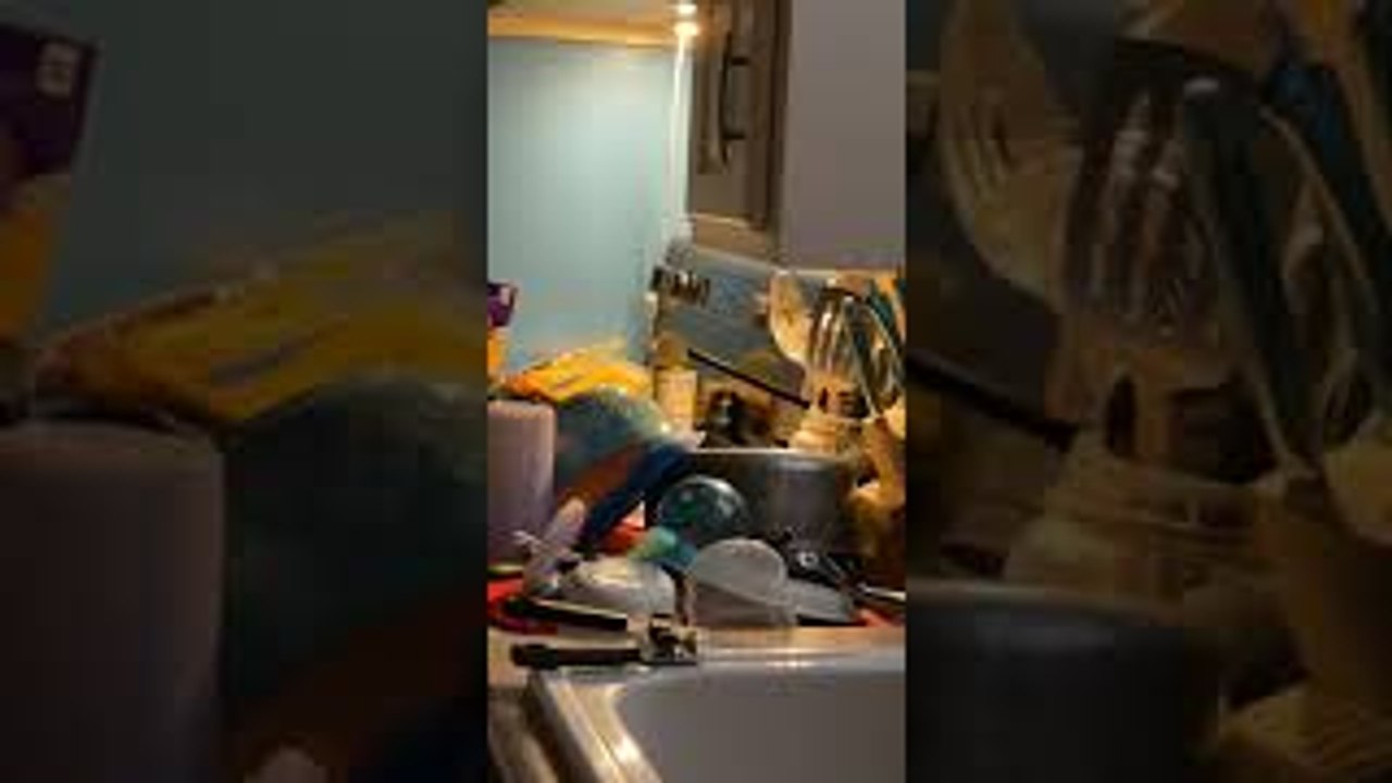 Mouse Gets Caught Stealing Food