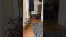 Two Cats Take Shelter from Tornado in Bathroom
