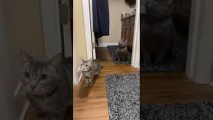 Two Cats Take Shelter from Tornado in Bathroom