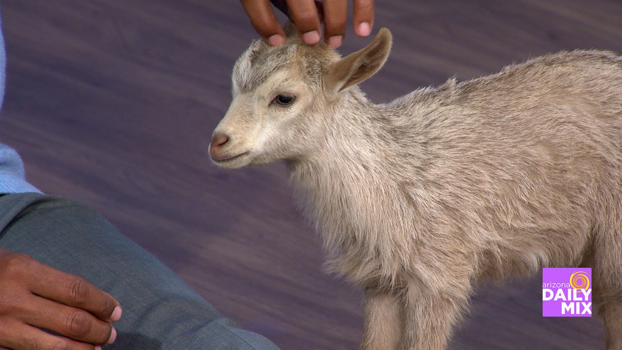 Meet Pumpkin from Wildlife World Zoo and Safari Park!