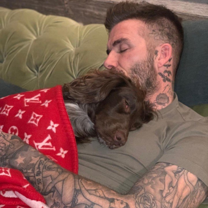 VOICI SOCIAL THEMA Les Stars Et Leurs Chiens : Elles Sont Dingos De Leurs Cabots (1)