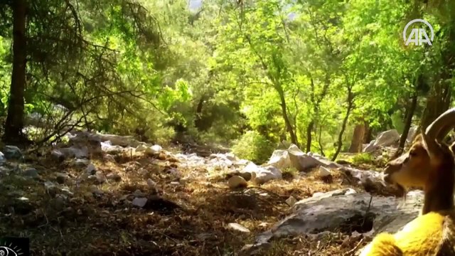Toros dağlarında yaban keçilerinin tokuşma görüntüleri