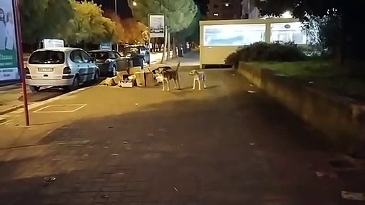 Andria: i rifiuti abbandonati attirano i randagi nel quartiere Europa