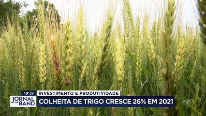 Preço internacional do trigo motivou agricultores a ampliar áreas cultivadas com cultura de inverno.